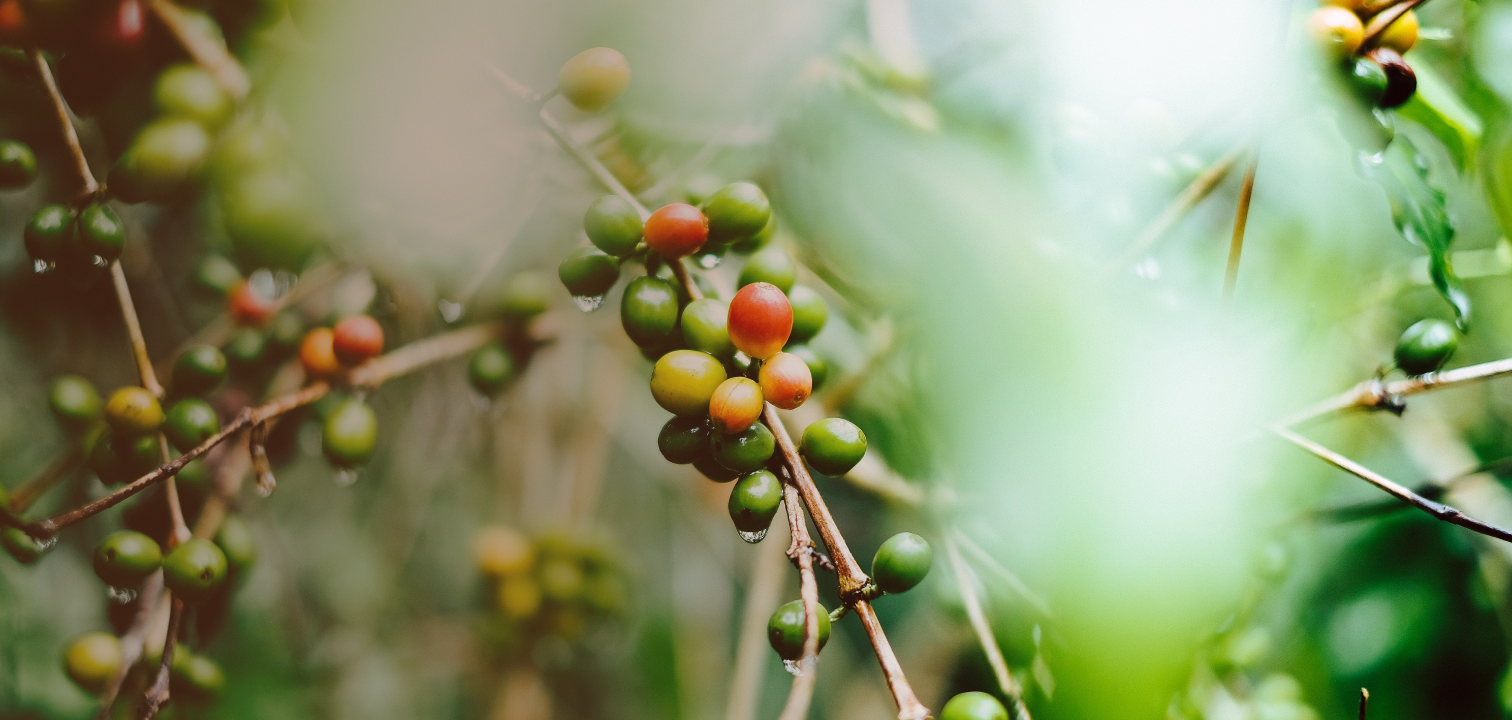 koffiebessen